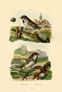 意大利麻雀，1833年至1939年 作者 法语学校